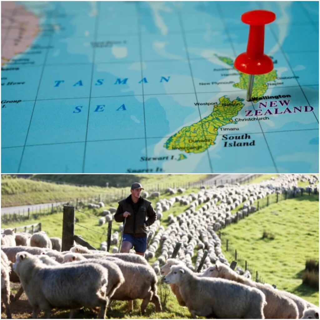 farmer in NZ