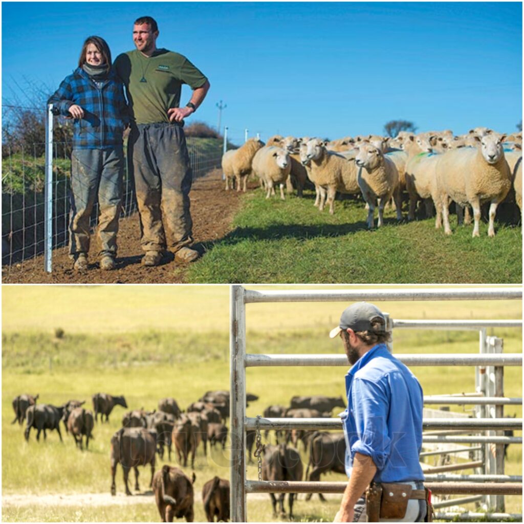 farmer in NZ