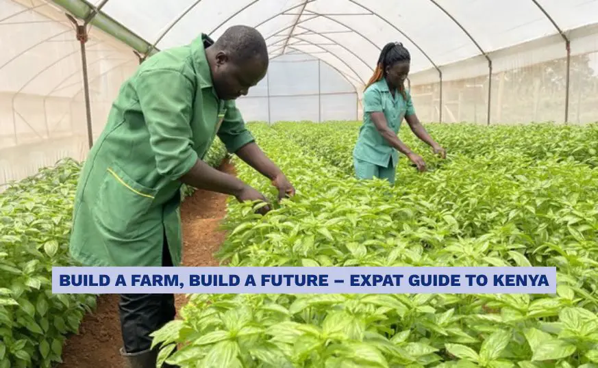 How to Start a Farming Business in Kenya as an Expat